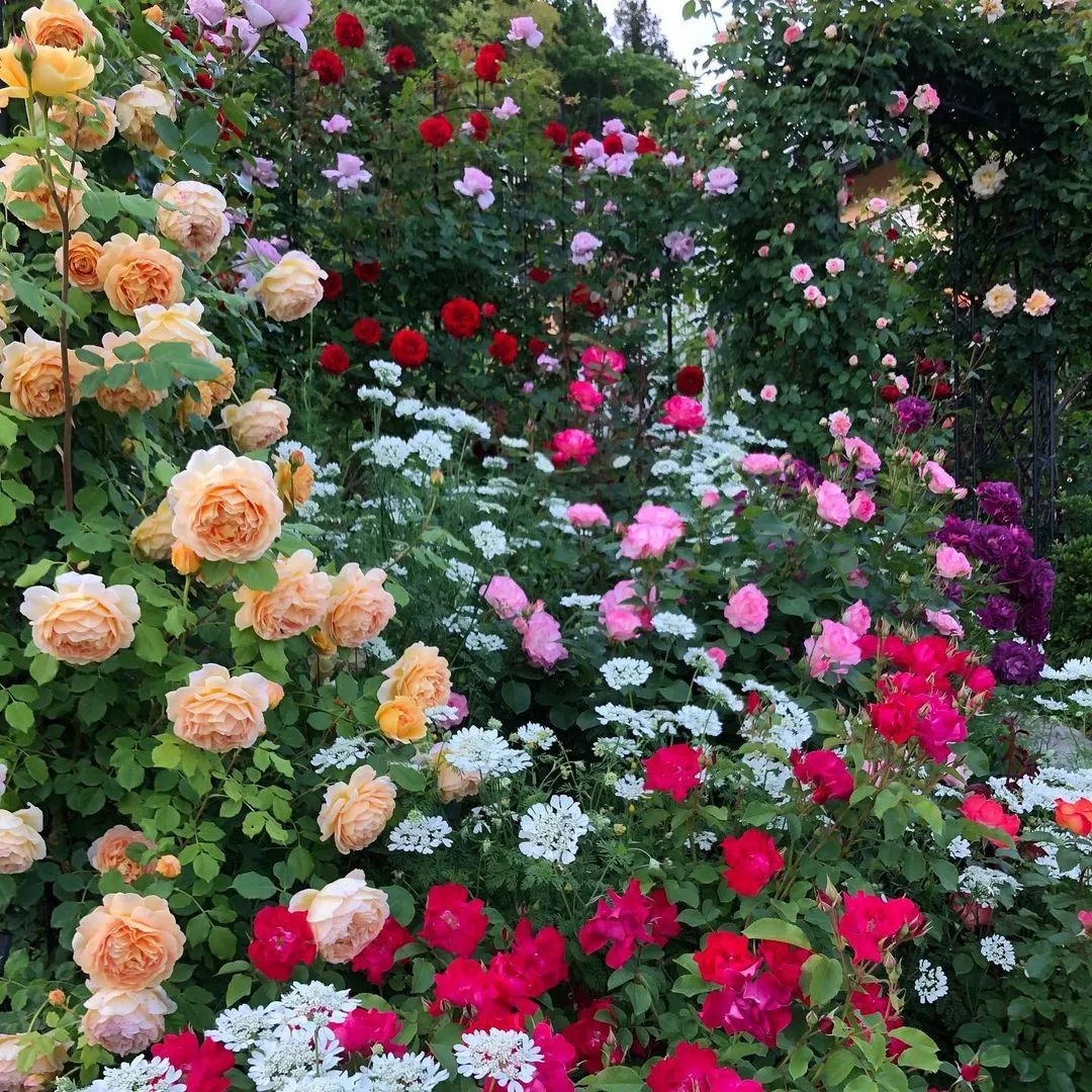 太毒了！“别人家”的月季花园，美到让人窒息