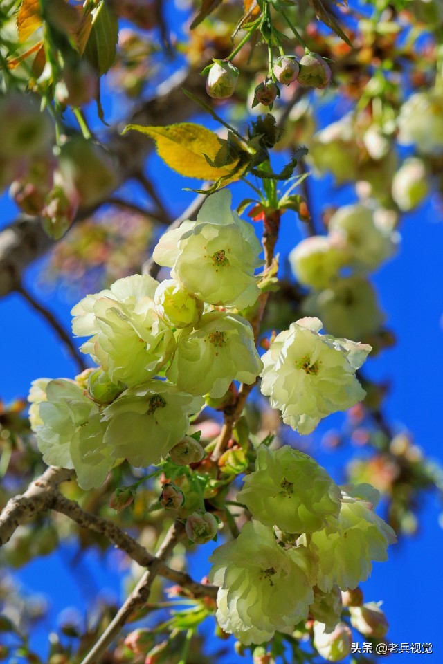 浪漫樱花校园,浪漫樱花视频