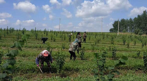 栽“榛”心护水缸