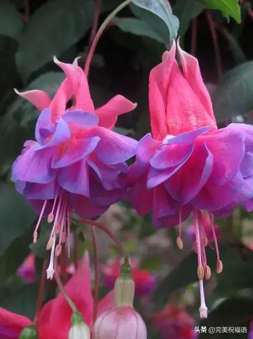 除夕快乐，第一个祝福送给你！愿你新的一年，美满幸福吉祥如意