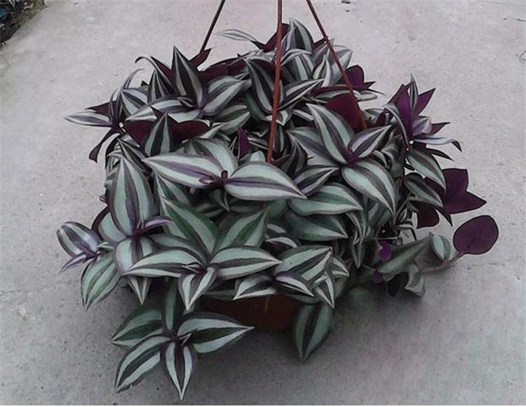 小盆植物中最会吸甲醛的是哪种,吸甲醛最好的植物哪种排名第一