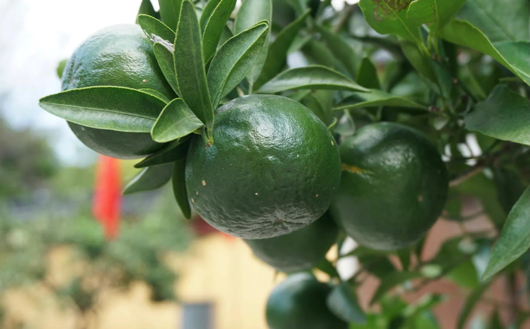 上海东林寺图片,上海东林寺地址