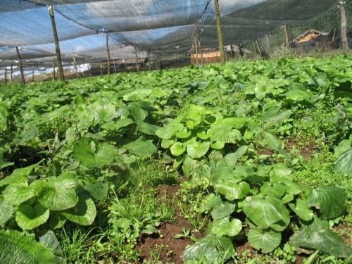 山萮菜和芥末,山葵与芥末和辣根的区别