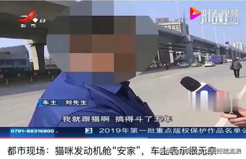 猫在车底不出来怎么办,车底进猫