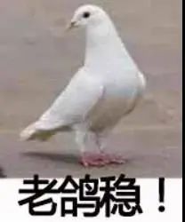 社会狗打架事件,社会狗打架