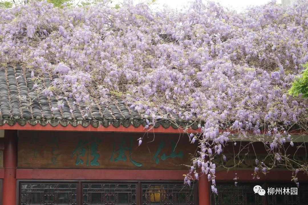 柳州柳侯公园有什么景物,柳州柳侯公园值得打卡