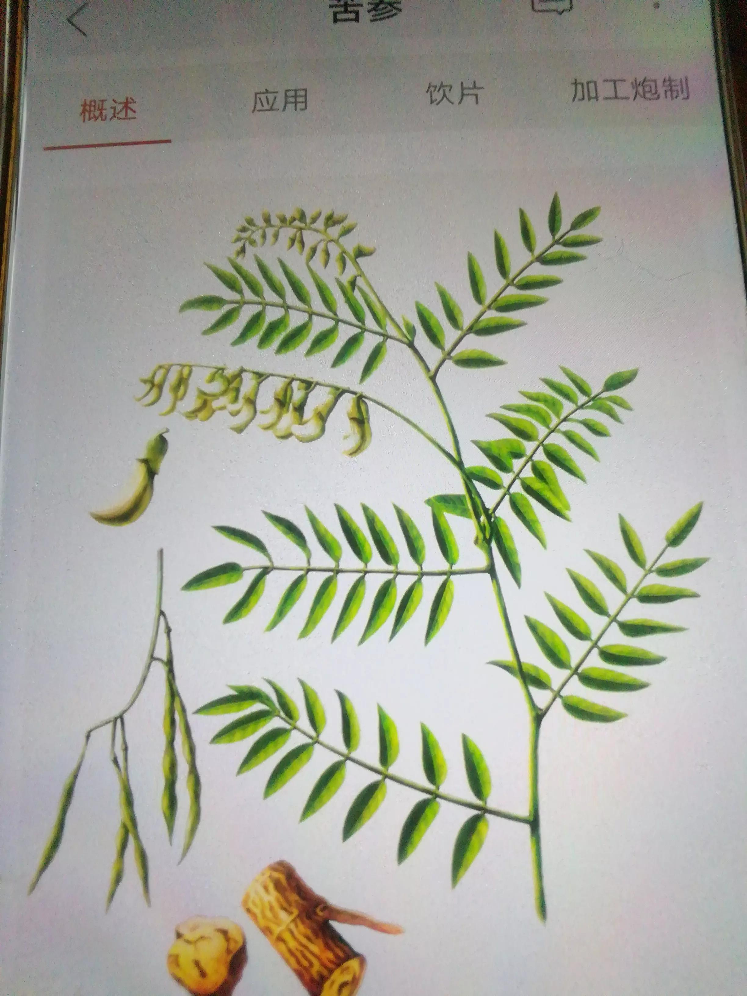 中药苦参杀虫效果好吗,苦参中药