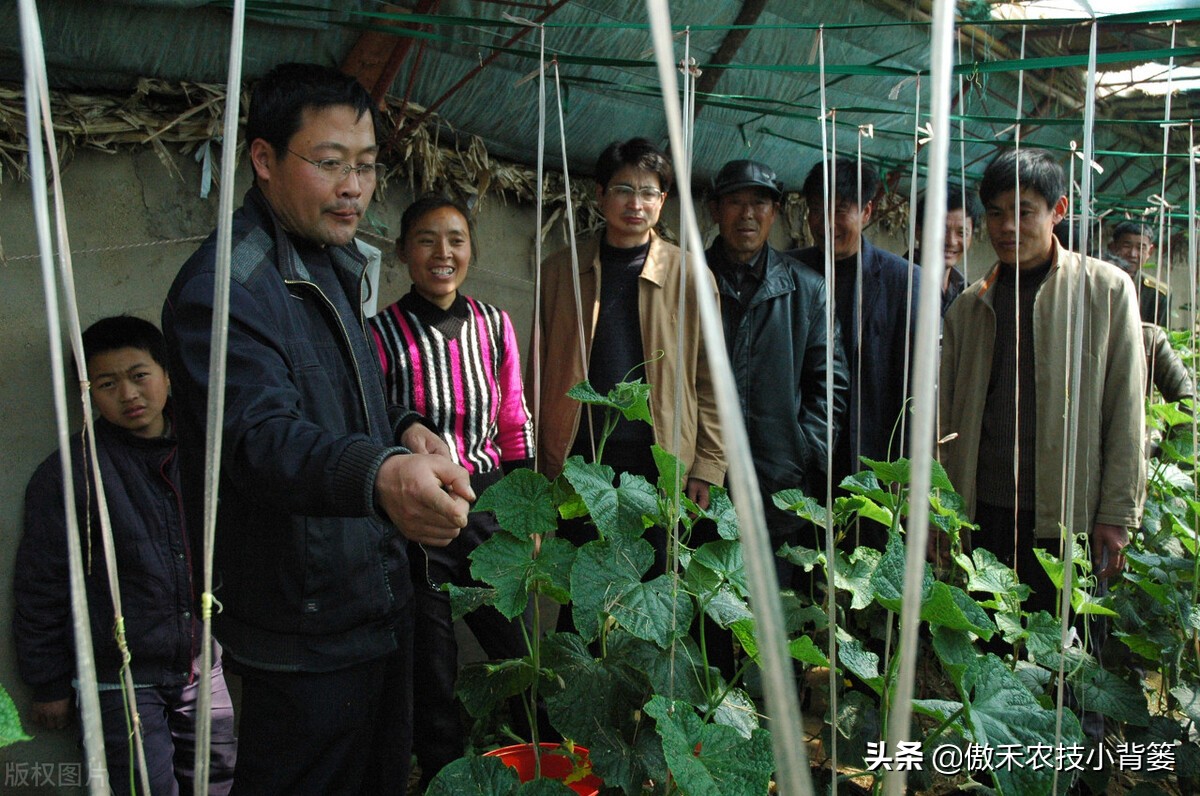 腐植酸氨基酸鱼蛋白肥料哪个更好,有机质肥料腐植酸海藻酸成分高吗