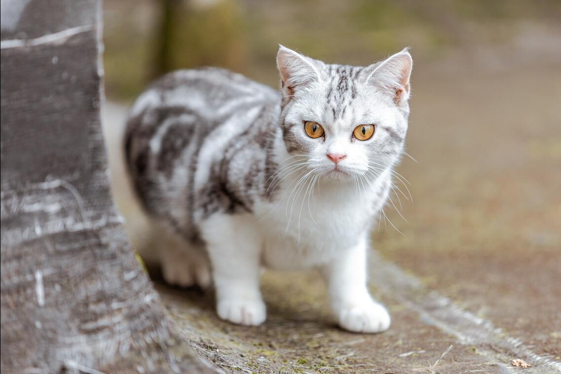 适合新手养的猫咪美短,美短虎斑猫优点和缺点