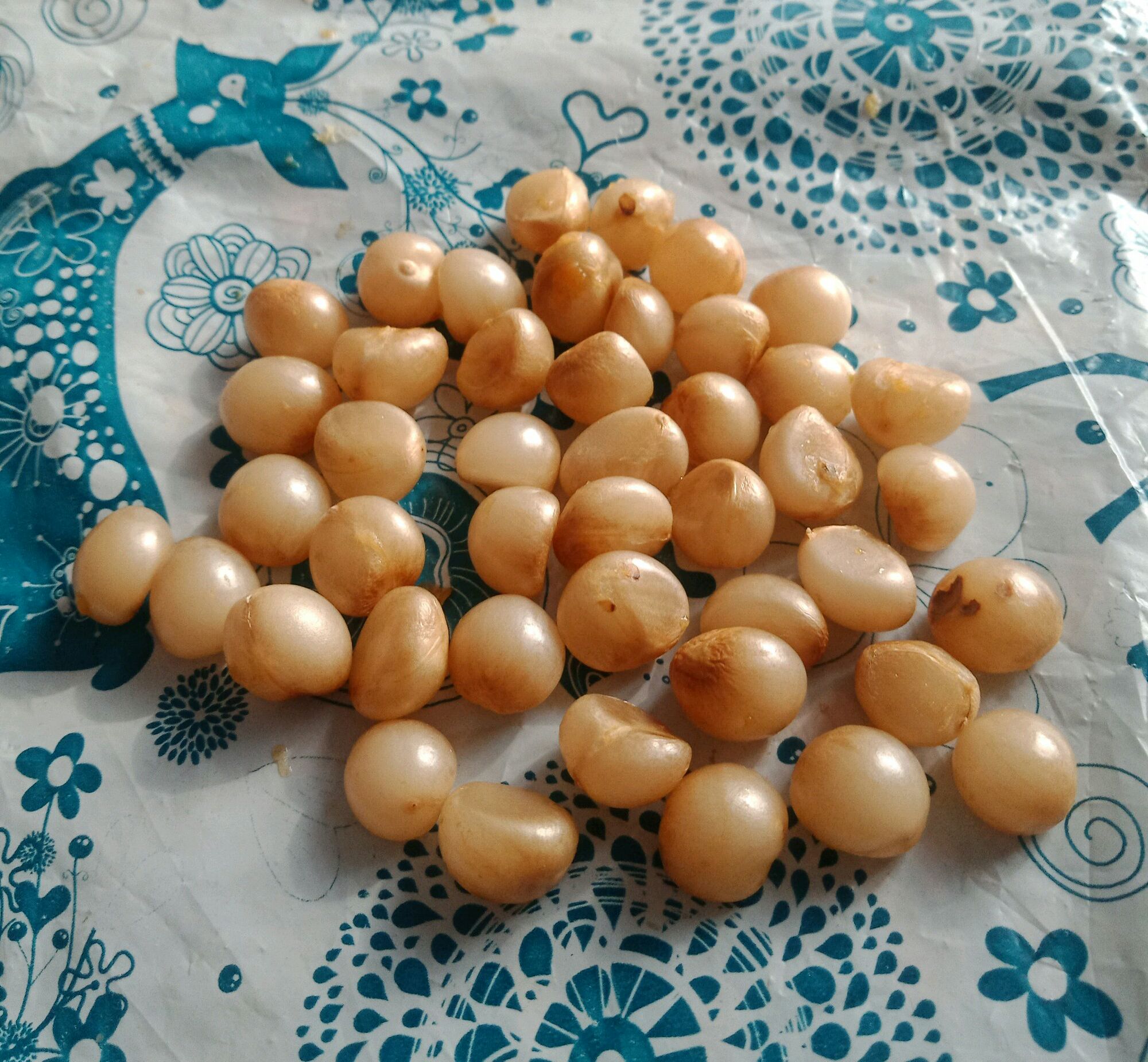 君子兰种子可以用椰糠培育吗,干透的君子兰种子怎样播种