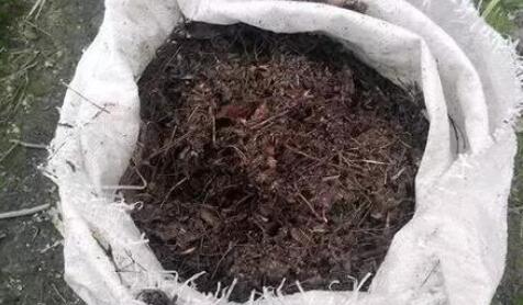 吊兰盆里放香蕉皮好吗,吊兰盆里栽多了