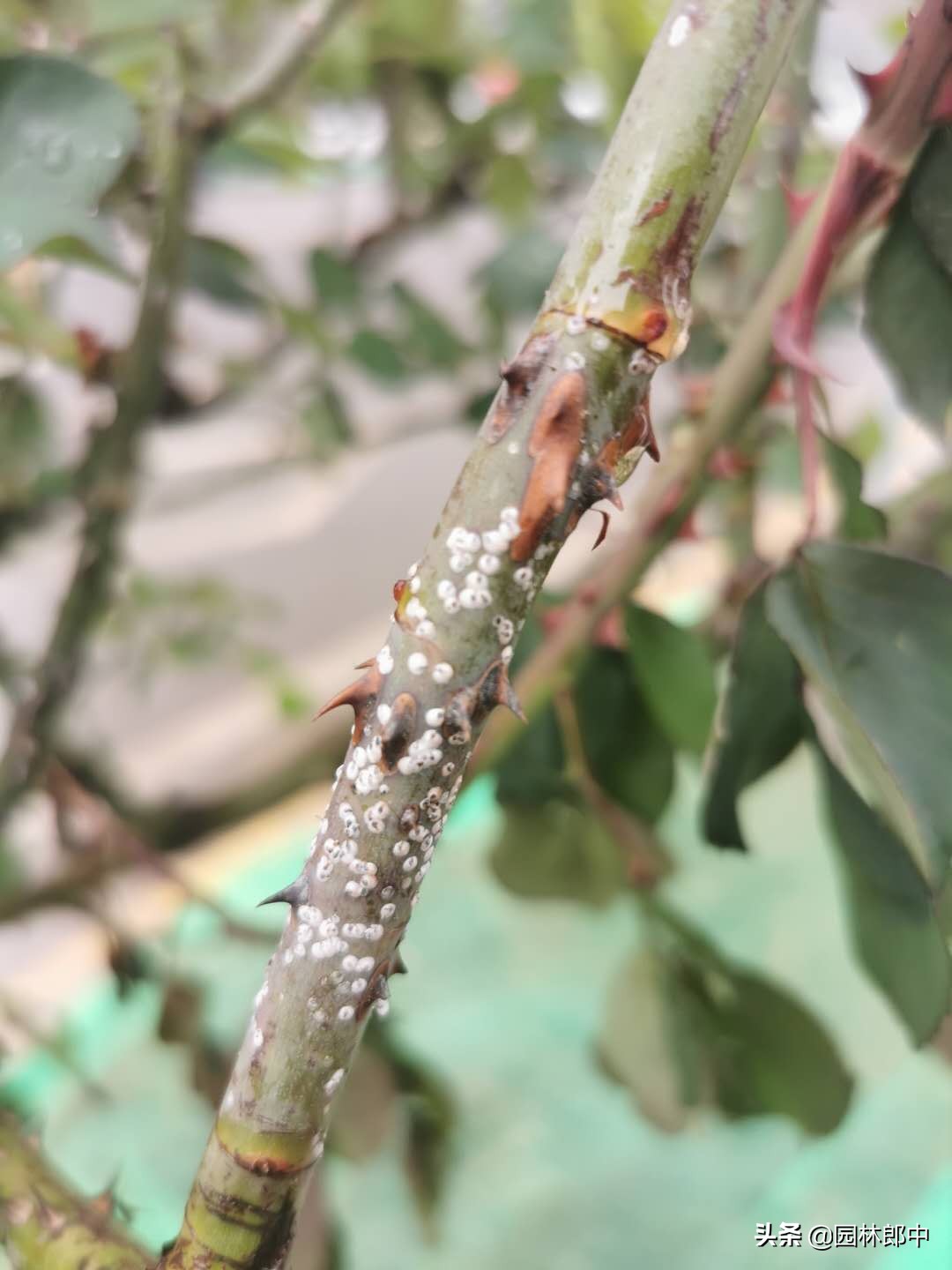 月季蚧壳虫怎样彻底消灭,月季枝条上有红色的小点点