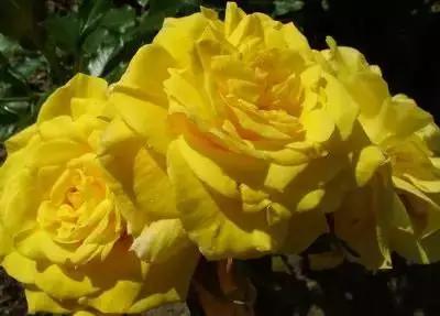 1到100朵红玫瑰花的寓意和花语,助人为乐善良可爱是哪种花的花语