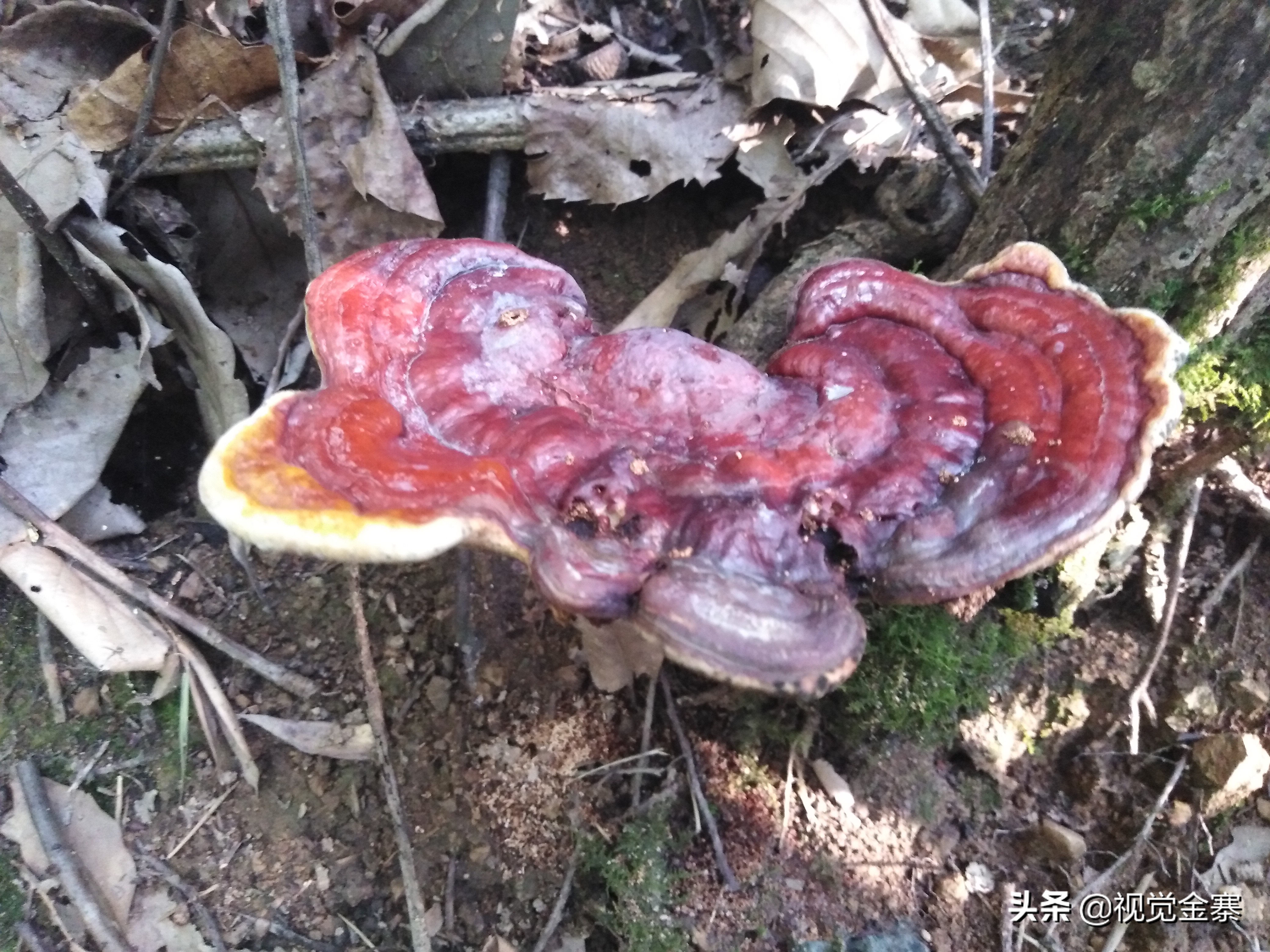 大别山稀有灵芝,大别山野生灵芝