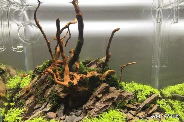 沉木杜鹃根有什么区别?不少鱼友总买错沉木,收藏起来以后避坑