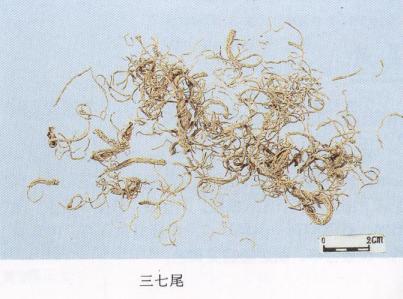 怎样辨别三七真假最简单的方法,真假三七粉如何辨别