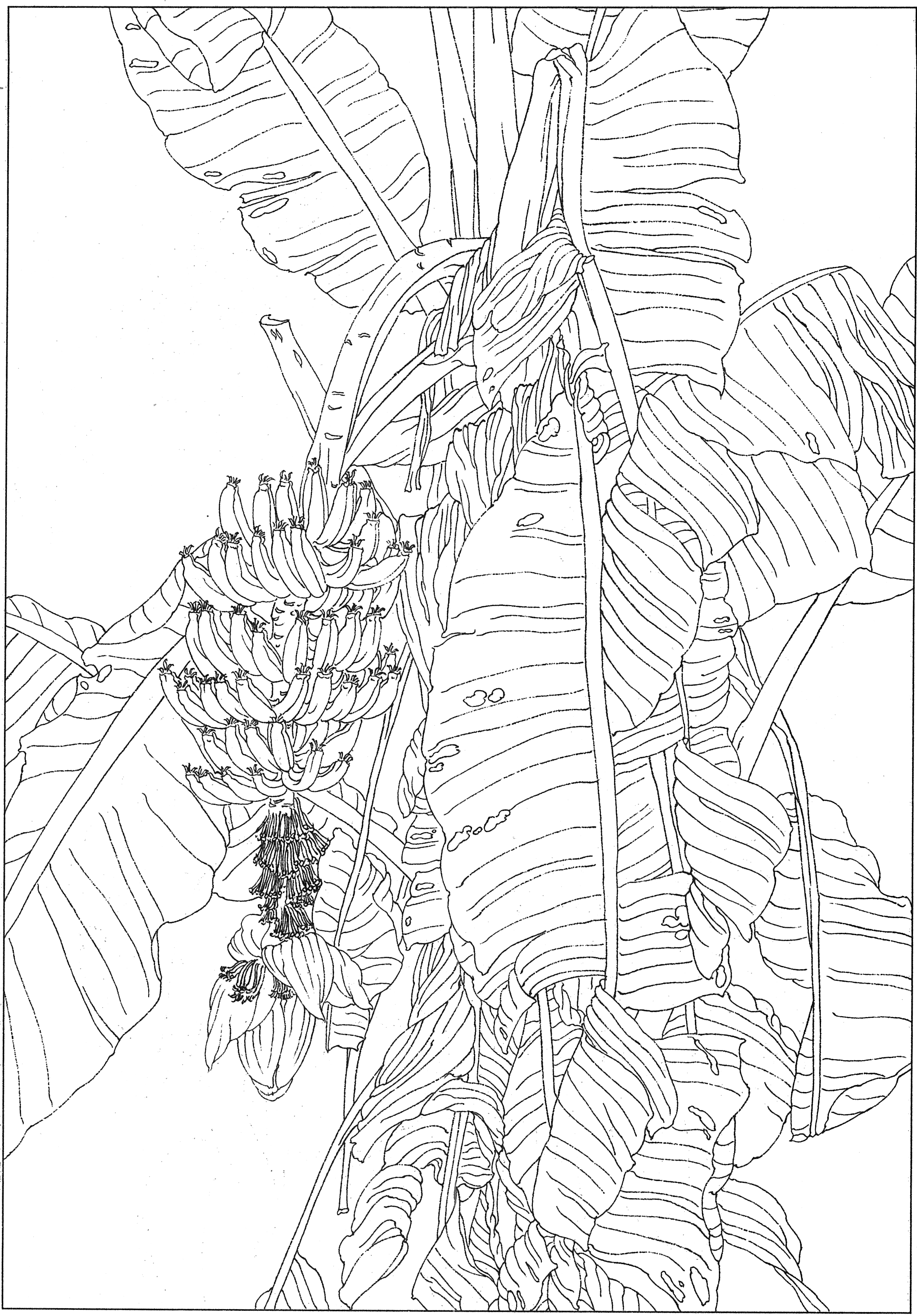 徐渭国画芭蕉作品,临摹徐渭墨梅芭蕉图