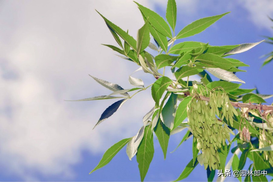 白蜡树秋季,白蜡观赏期