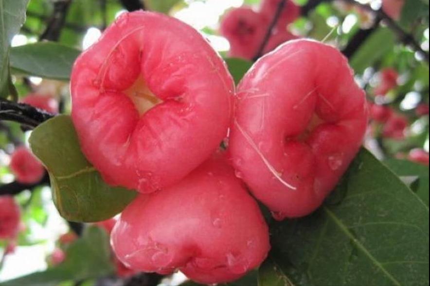 百种味道的果子,百种果实图片