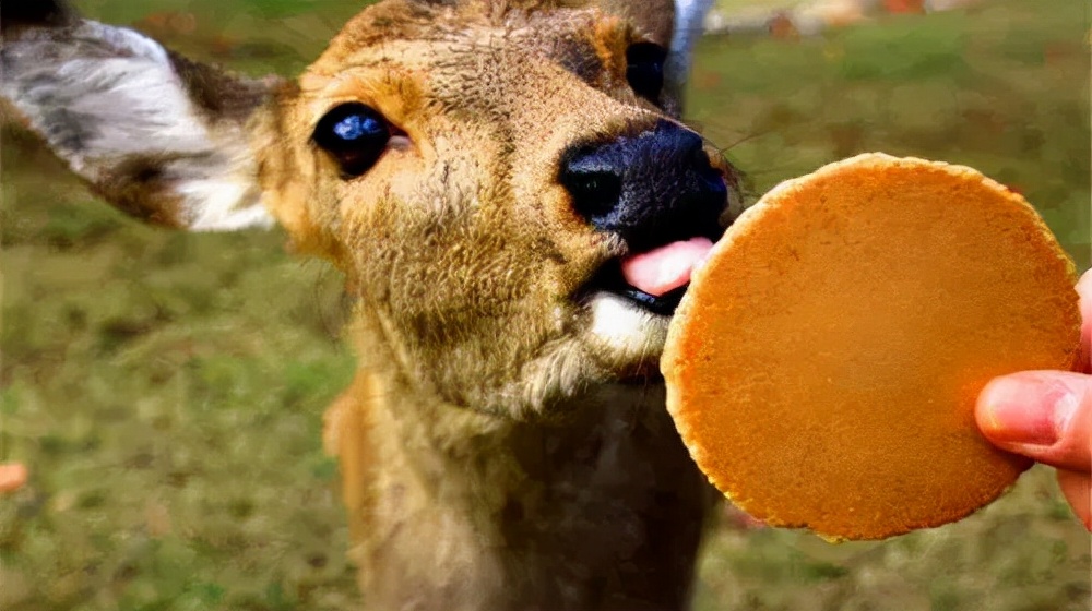 东南花都花博园全新升级鹿岛公园,东南花都花博园导览图