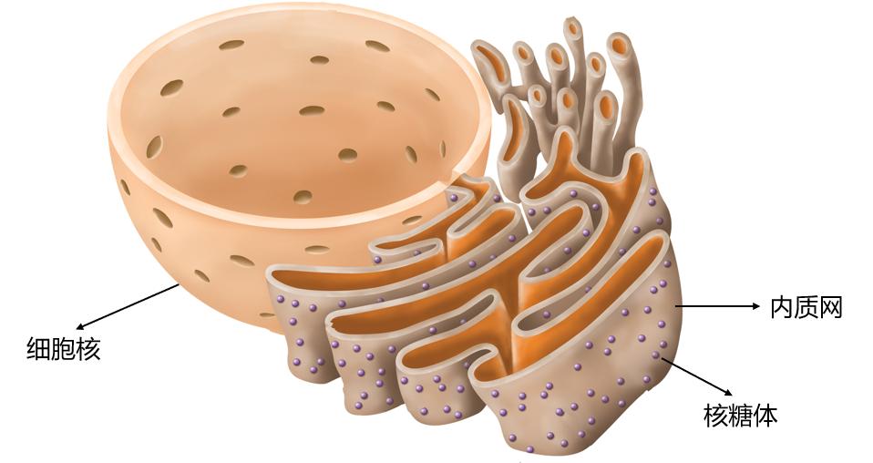 舌尖上的进化史：21亿年前的吃货细菌，最终演化成人类