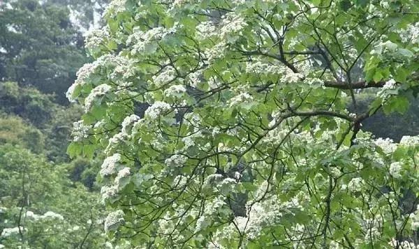 木蜡油和桐油漆有什么区别,油漆水性漆木蜡油出来效果对比