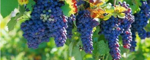 葡萄的管理方法技术视频教程,葡萄的管理方法视频