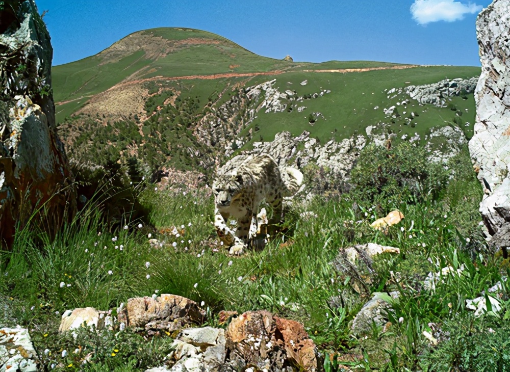林草科普|雪豹：远离人类的大猫