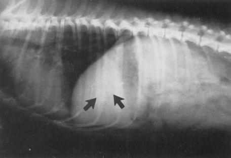 什么原因造成狗狗胆结石,狗得胆结石有什么症状