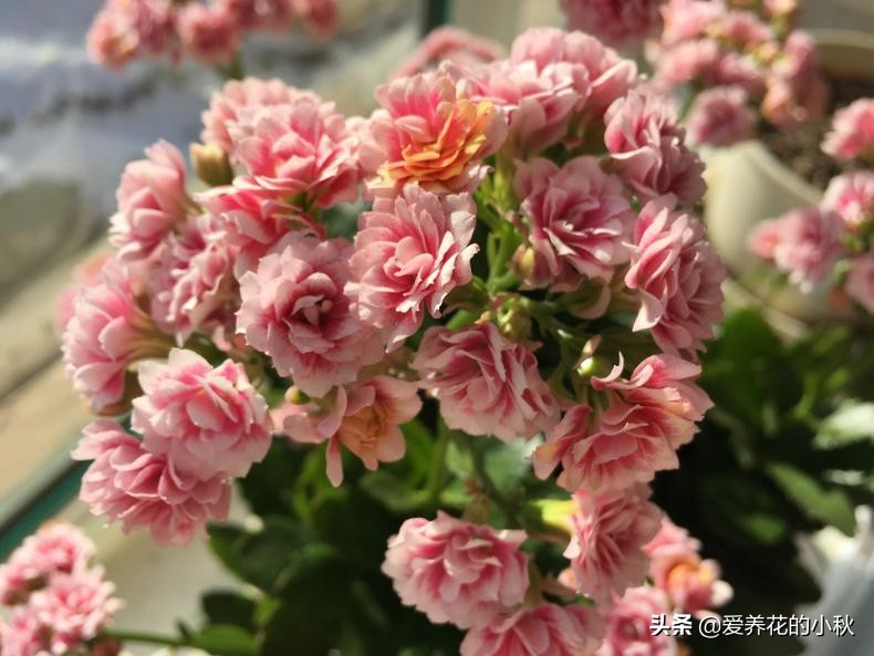 长寿花黑腐怎么办？做好3步，“一剪二晾三插”，让它再生根