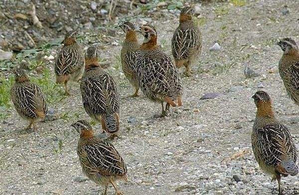 10000只鹌鹑养殖大概要多少个平方,鹌鹑养殖赚钱吗