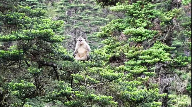 如何在村里建立一个公益基金,集体出资农户认养村庄美化新模式