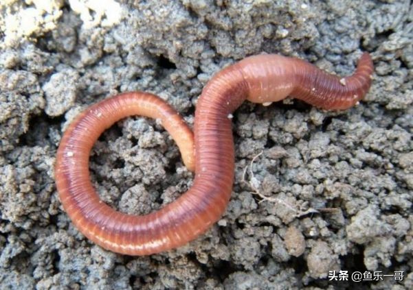 北辰一哥饵料配方视频,一号钓鱼饵料制作方法及配方