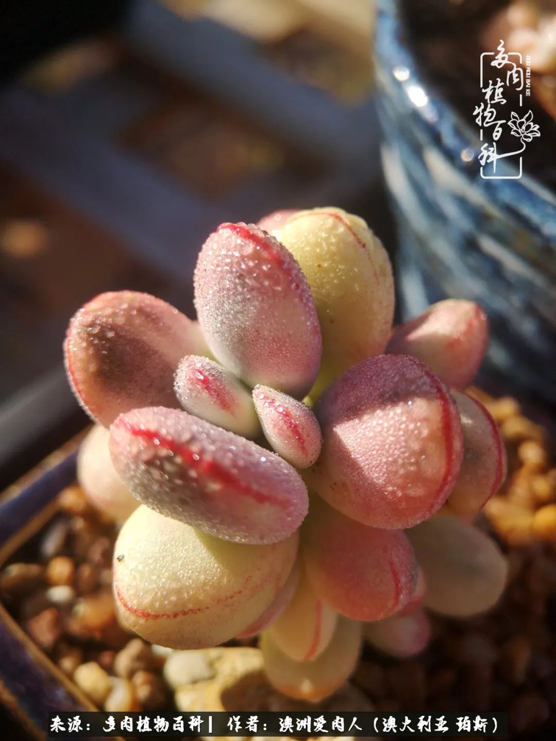 采蘑菇的小姑娘，“转行”来把多肉养