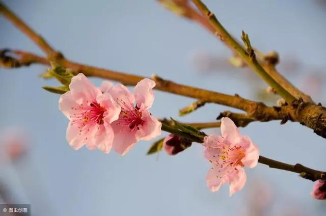踏青赏花的经典诗句,春日赏花的绝美诗句
