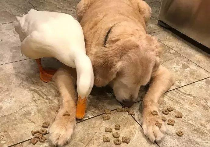 盘点那些甜甜的猫狗cp,猫狗cp高甜