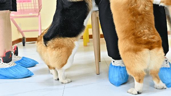 吸屁屁,短腿大耳肉嘟嘟,这家店进去就出不来了…