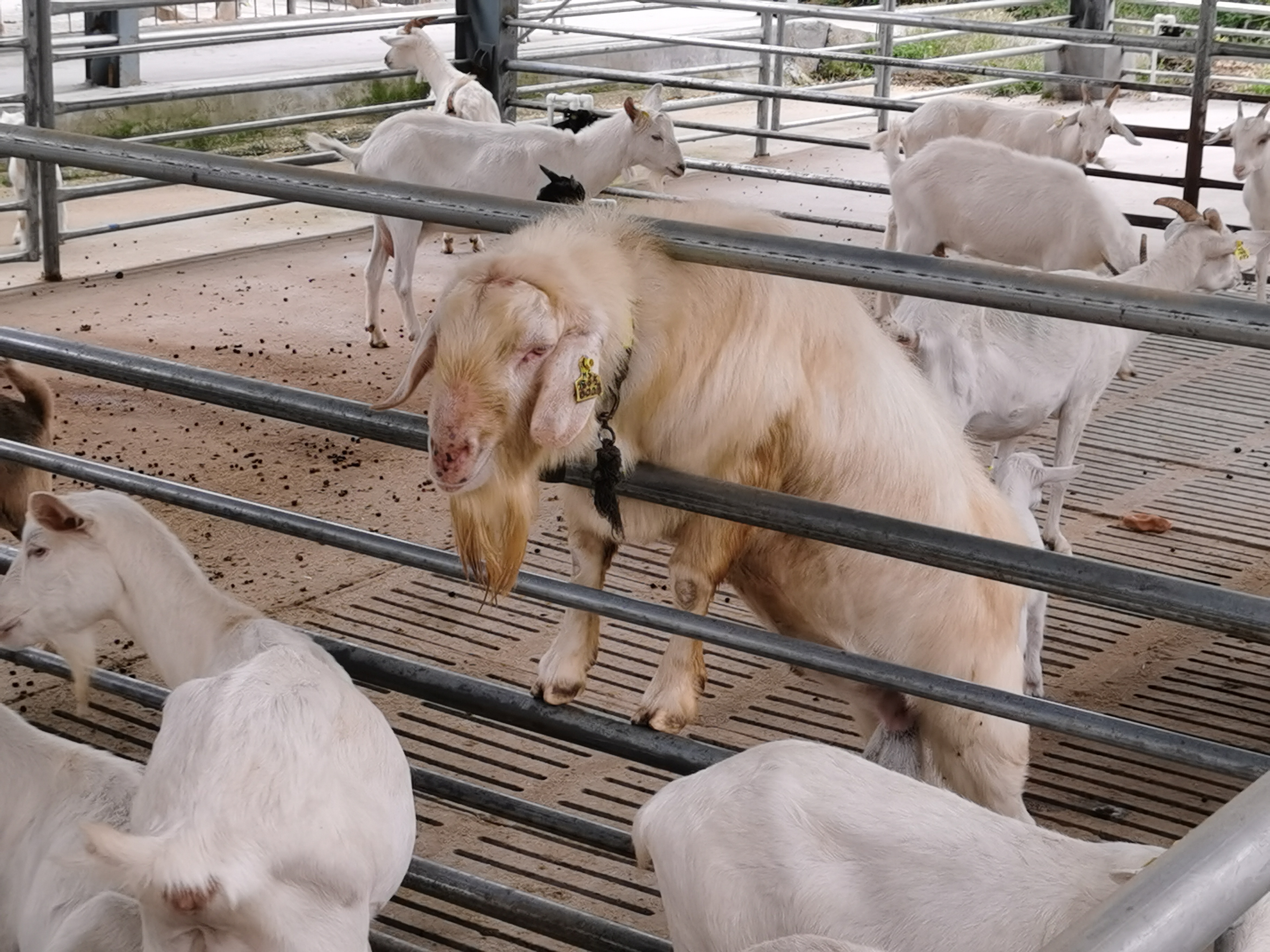 都说养牛赚钱难可到底难在哪里,养羊的利润与前景