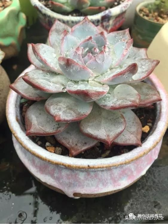 君子兰小白虫用什么家庭药处理,养了20多年的君子兰烂心了