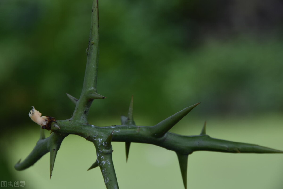 狼牙棒花可以栽家里吗,狼牙棒适合种什么花