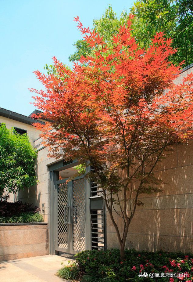 适合南方庭院种植100种花树,16种耐寒的庭院花卉植物