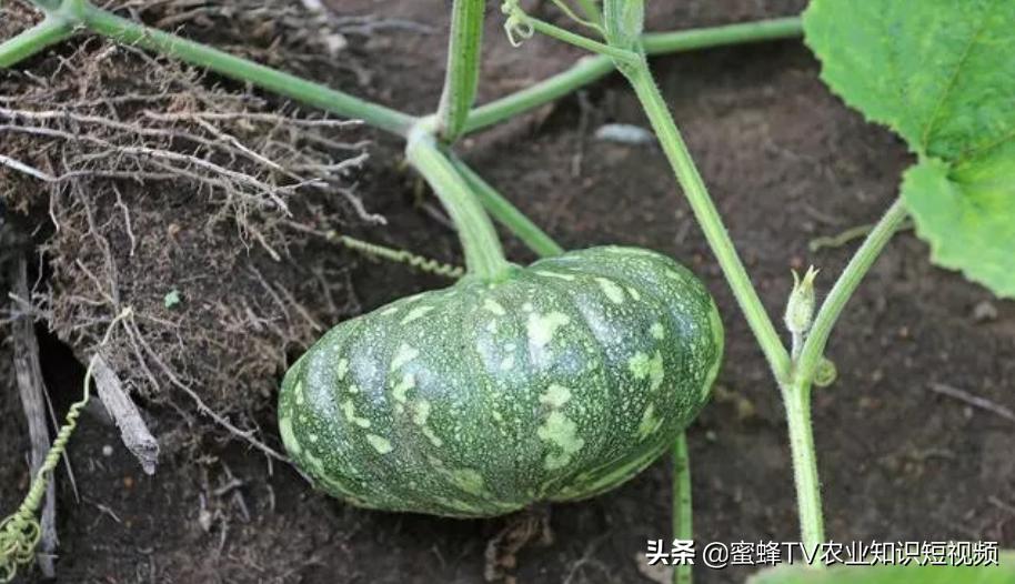 南瓜如何种植才能高产一些,南瓜如何种植能高产