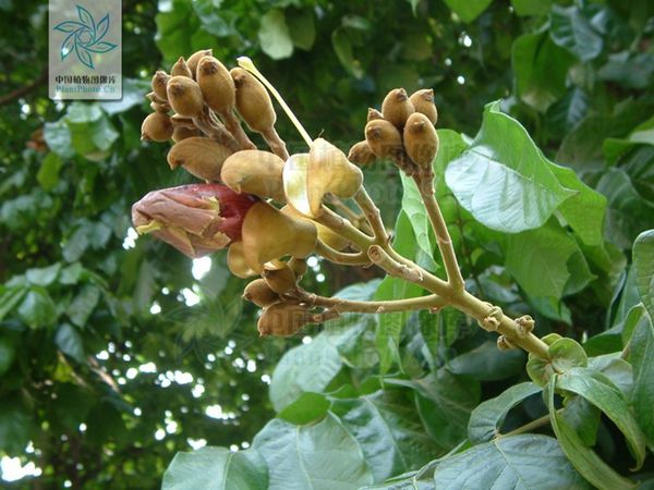 卖萌节丨植物卖起萌来,谁顶得住?