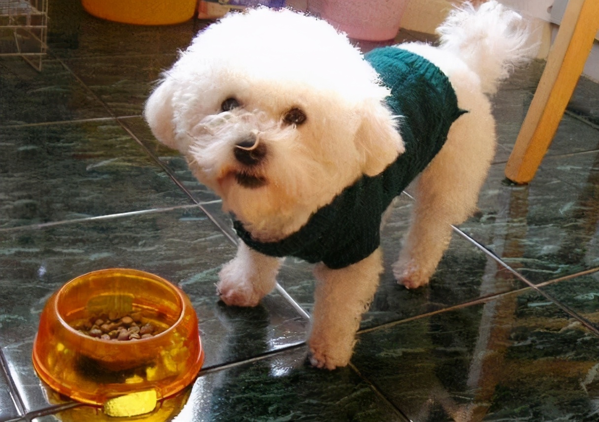 比熊舔人代表什么,比熊舔主人的嘴是什么意思