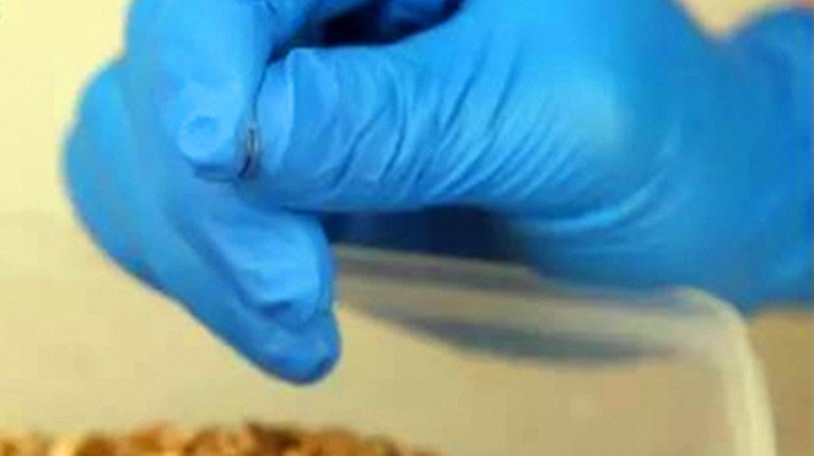 网上买回来的龟蛋怎么给蛭石补水,孵化龟蛋调蛭石湿度最简单的方法