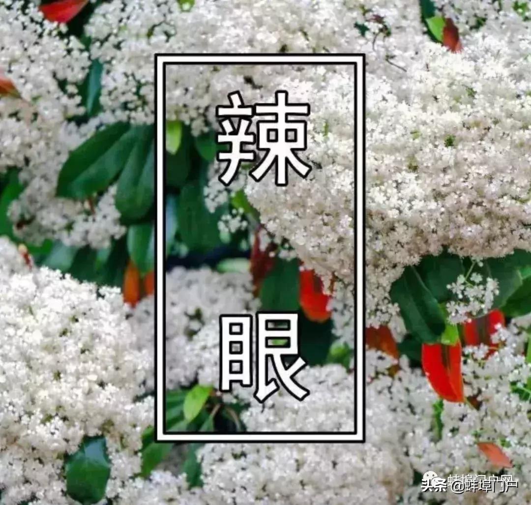 蚌埠各小区这种散发着精液味道的花你知道名字嘛