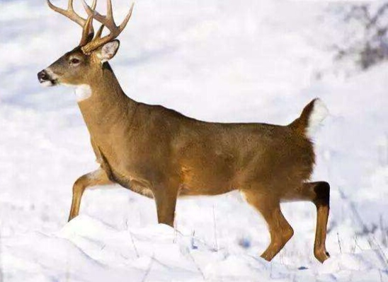 冰沟河天池瀑布,古风瀑布