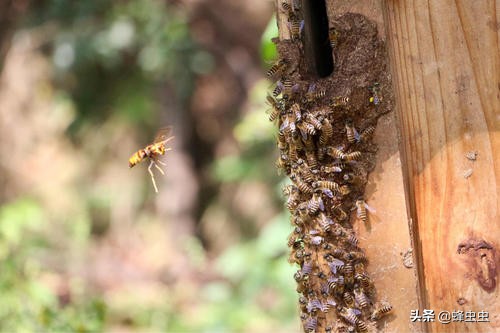蜜蜂养殖户面对马蜂的攻击，想了几种防治马蜂的办法，哪种最有效