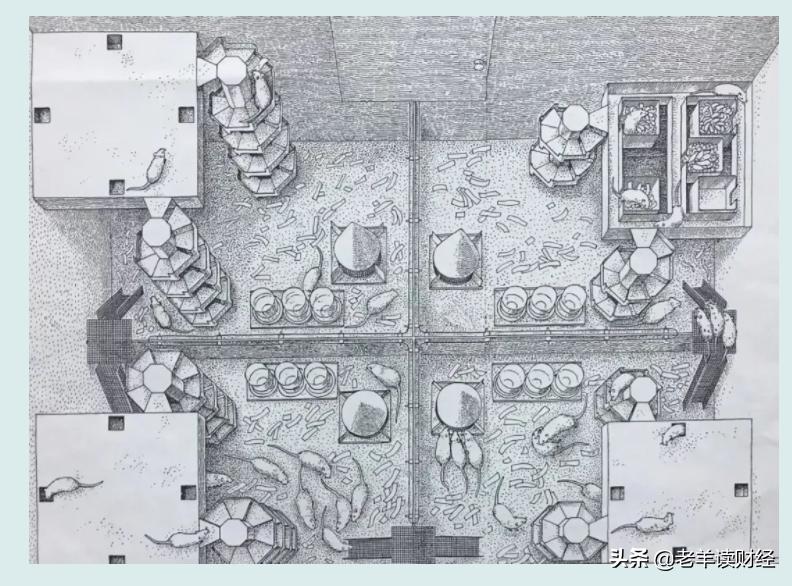 老鼠乌托邦实验什么现象,老鼠乌托邦的十种沉沦的表现