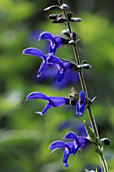 半枝莲,如梦如幻,永远绽放在我心中